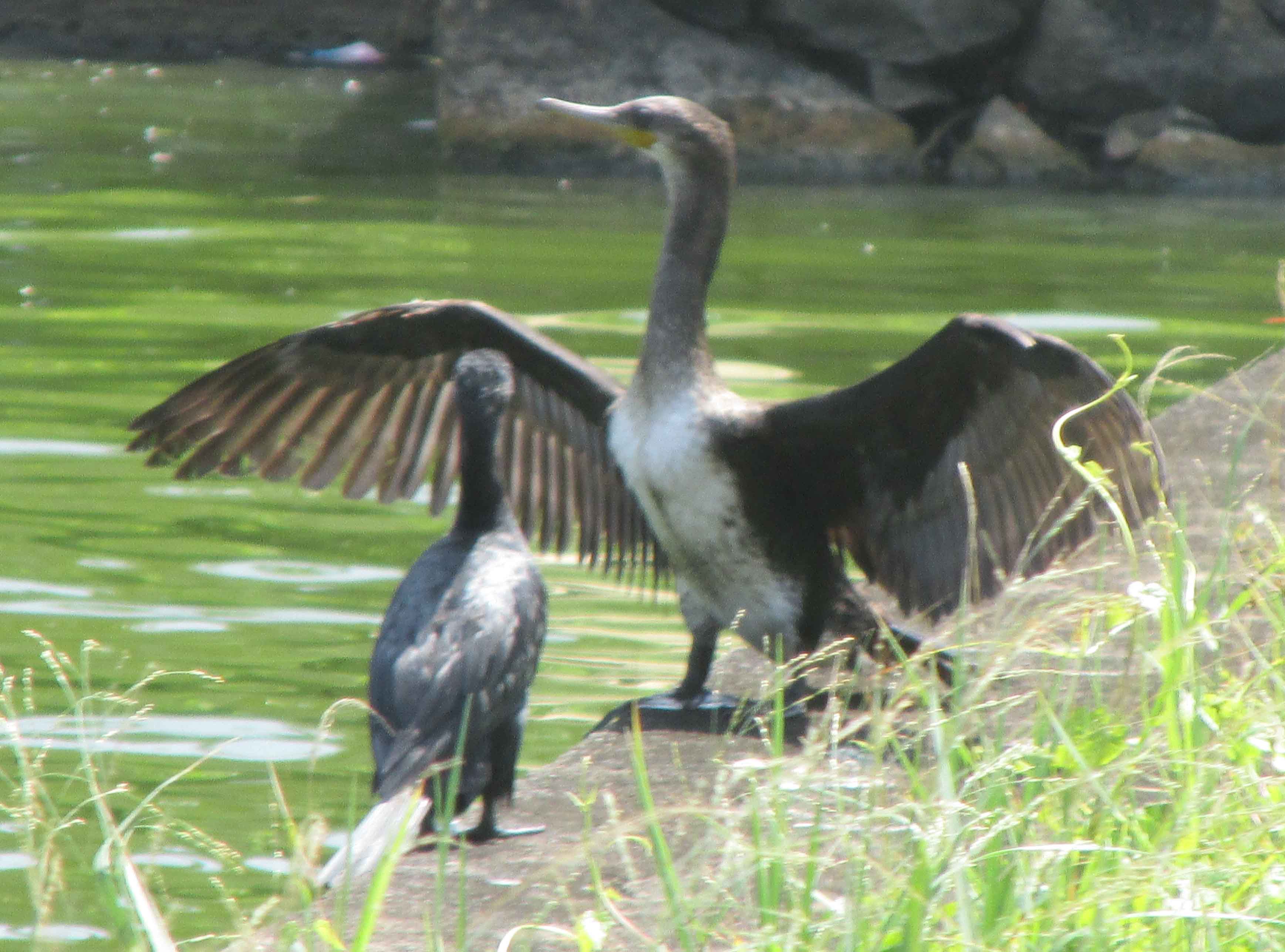crane spread wings