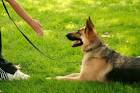 Dog training image