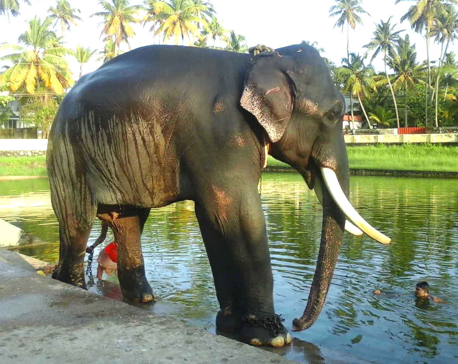 elephant pond