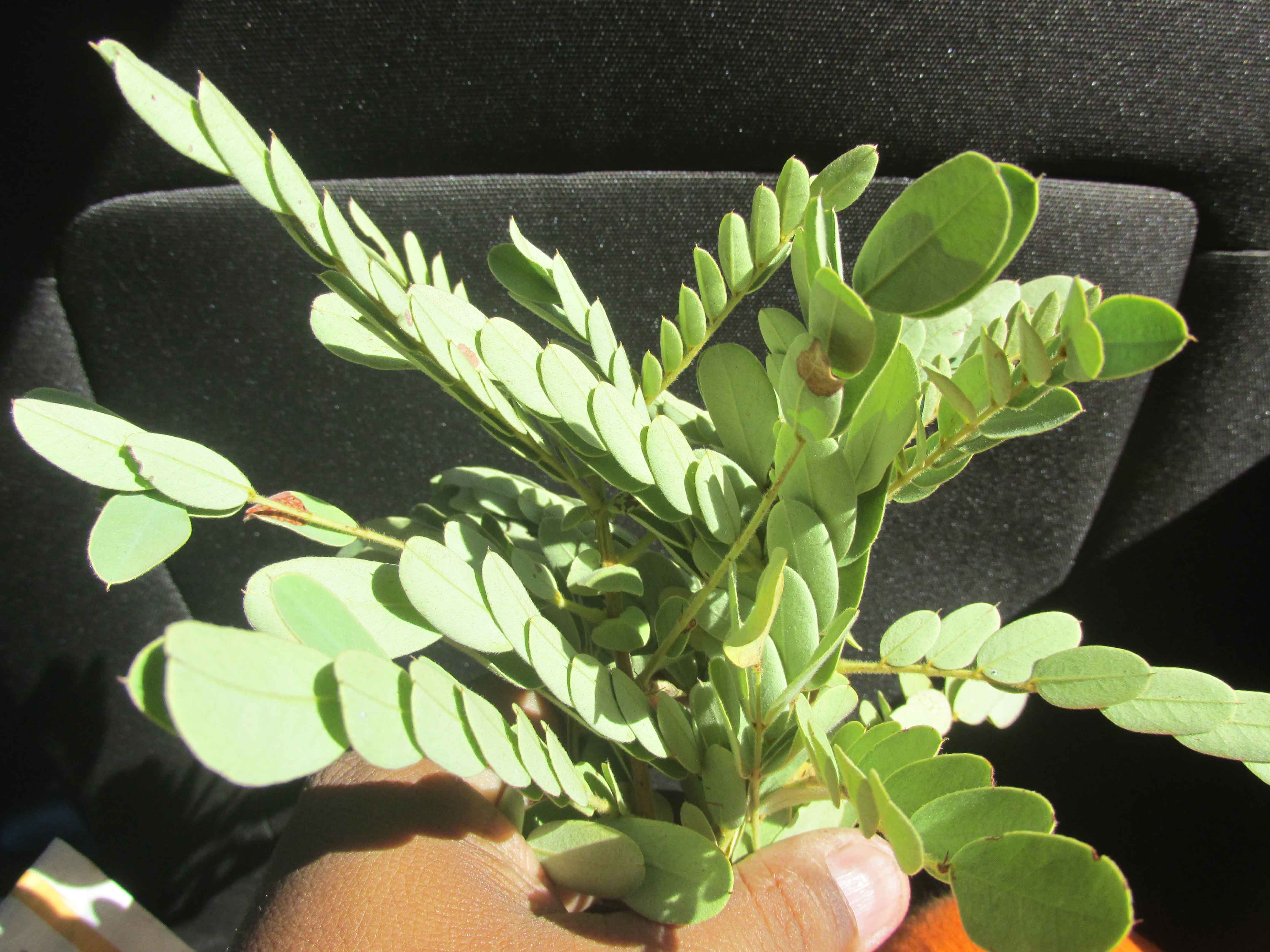 herbs