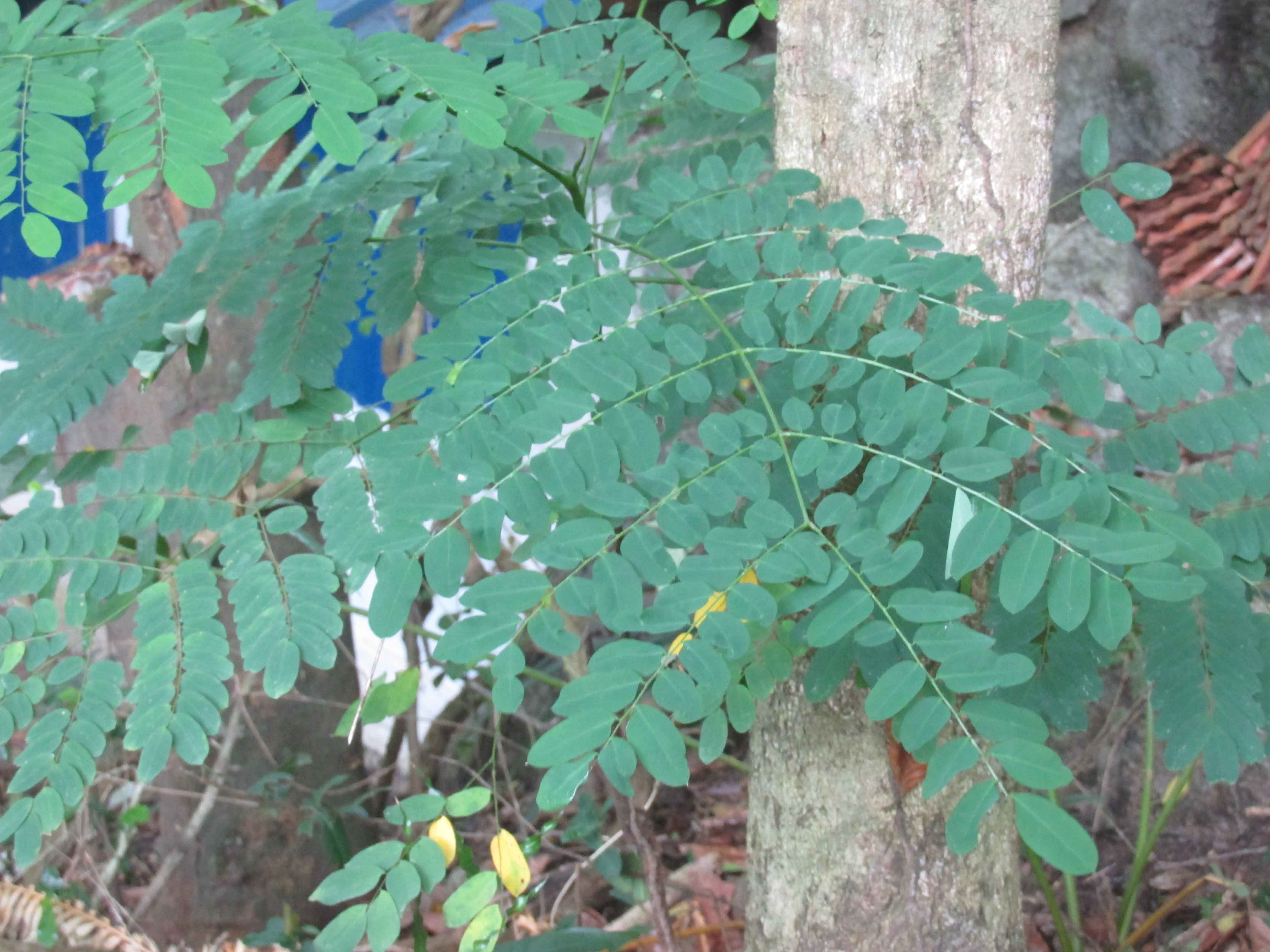 herbal plant