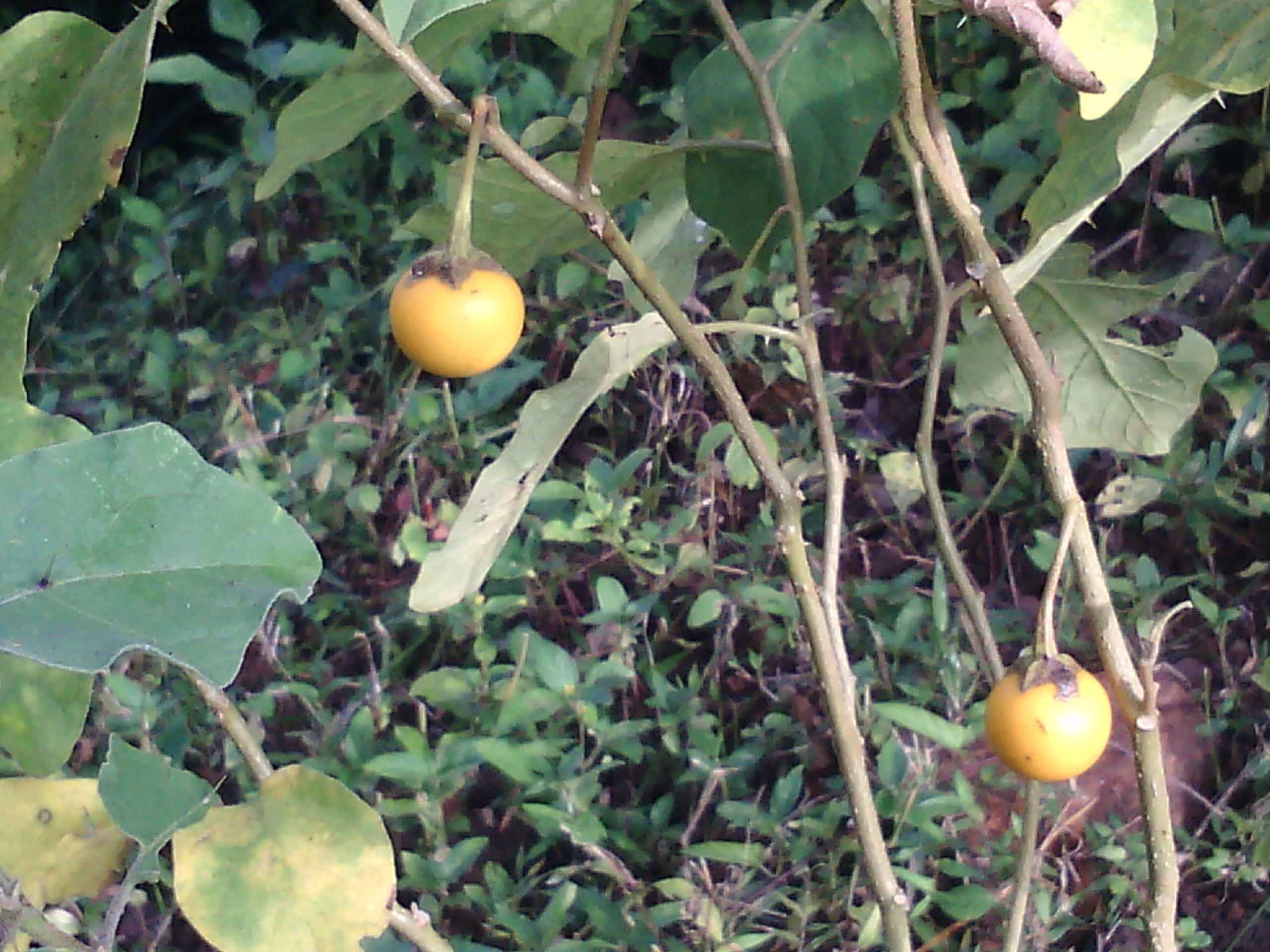 herbal plants