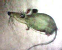 rat image