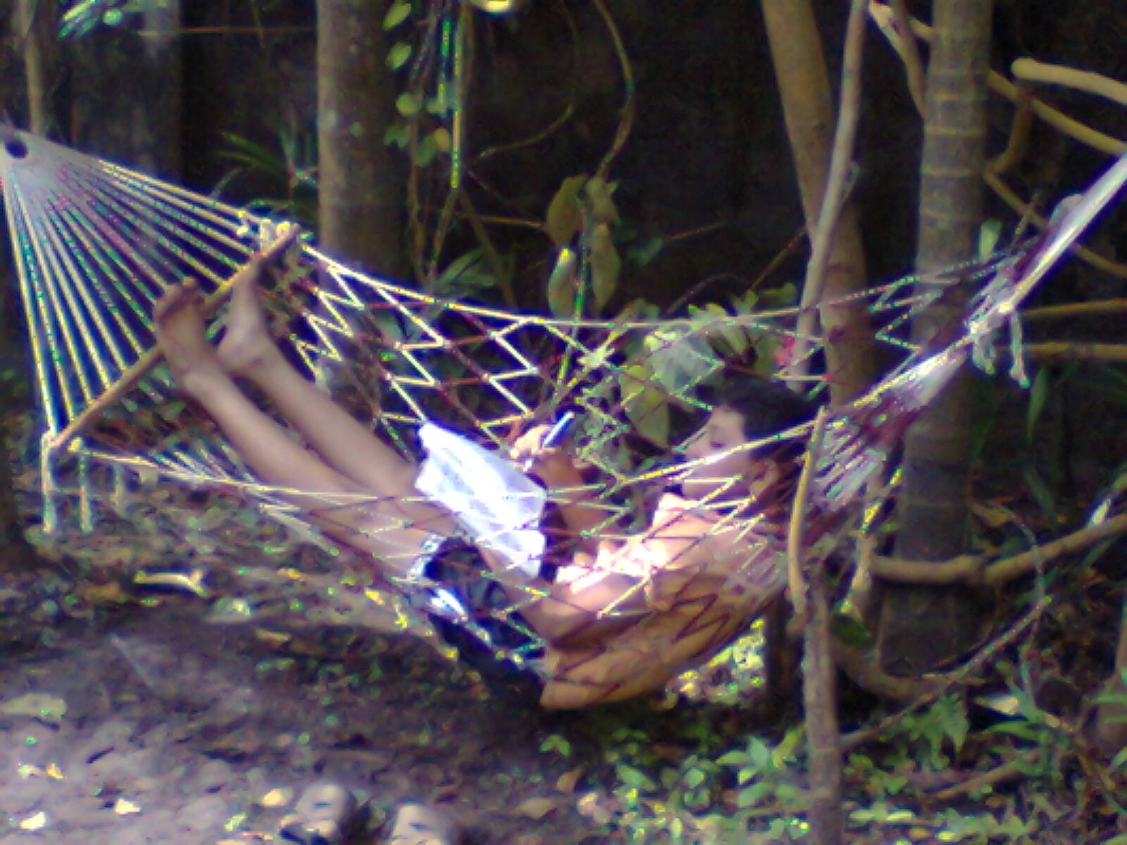 Tree-net at Bali Kalari